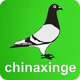 中国信鸽信息网 